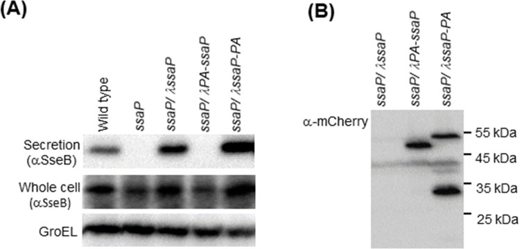 Figure 2—figure supplement 1.