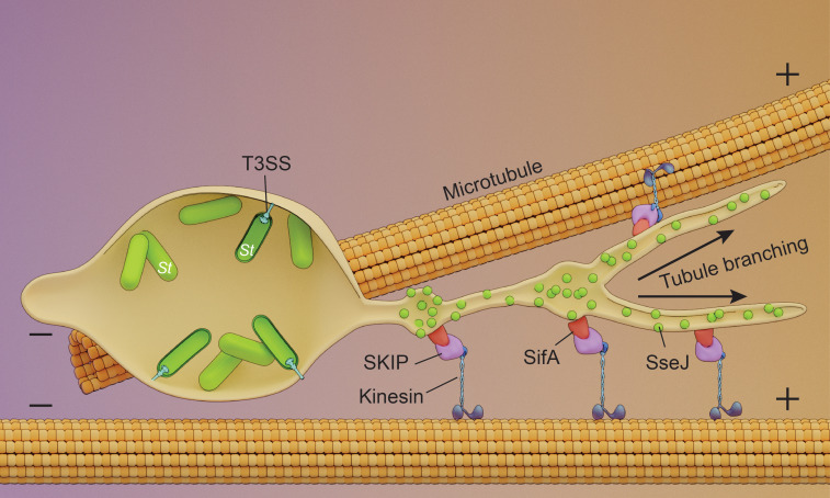 Figure 5—figure supplement 5.