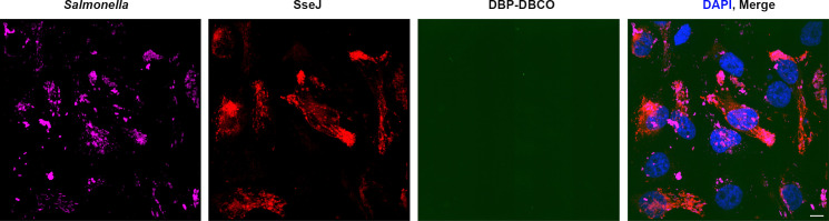 Figure 3—figure supplement 3.