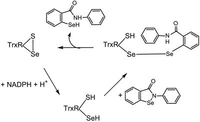 Scheme 3