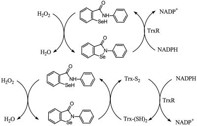 Scheme 2