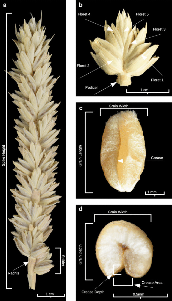 Fig. 1