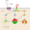 Graphical Abstract