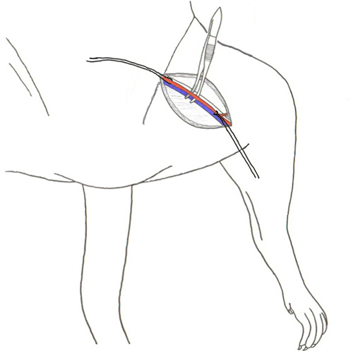 Femoral Arterial And Venous Catheterization For Blood Sampling Drug Femoral Arterial And Venous Catheterization For Blood Sampling Drug