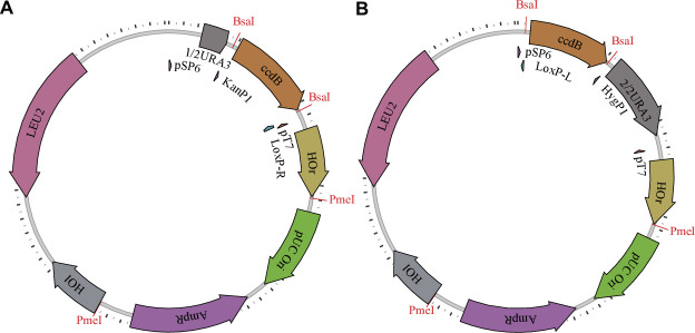 Figure 1—figure supplement 1.