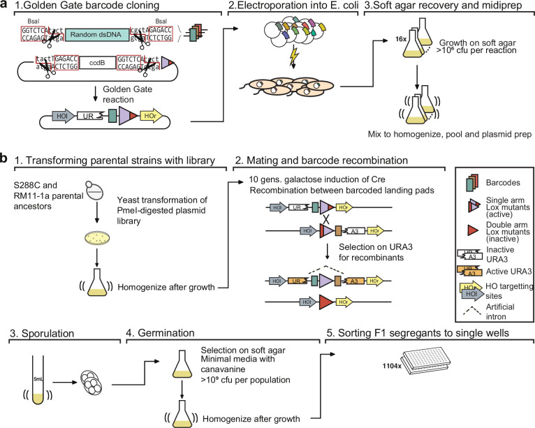 Figure 1—figure supplement 2.