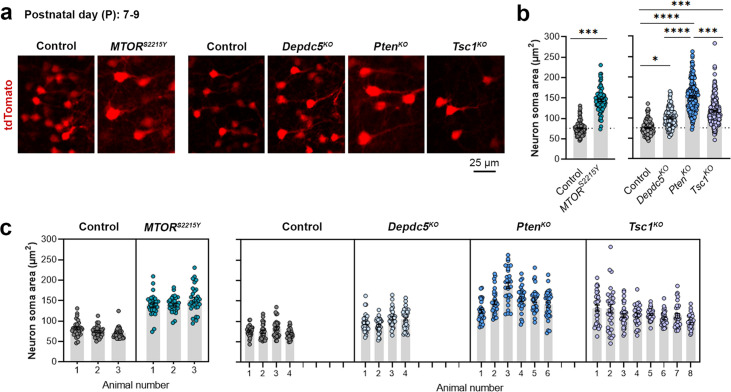 Figure 1—figure supplement 2.