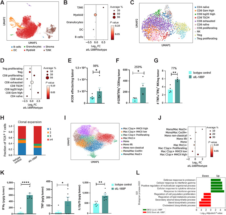 Figure 7. IL18BP blockade alters the immune infiltrate composition of E0771 tumors. E0771 tumor cells were inoculated in C57Bl/6 mice and treated either with anti-IL18BP Ab or isotype control (n = 6 per group, 15 mg/kg) twice a week for a total of three treatments. TME modulation was assessed by flow cytometry, scRNA-seq, and cytokines profiling. Cytokine intracellular staining was done following ex vivo stimulation with phorbol myristate acetate and ionomycin. A, UMAP projection showing major cell types. B, Enrichment of major immune population frequencies in anti-IL18BP Ab treatment compared with the control group. Depicted is the log2 fold change of the mean frequency. The size of the dots indicates the average fraction of the cell population between treatments, whereas the color of the dots represents the P values. C, UMAP projection showing T cells present in E0771 tumors treated mice. D, As in B for T-cell populations. E–G, Numbers of polyfunctional effector CD8+ T cells (CD44+CD62L−; E) as well as GZMB+IFNγ+CD8+ T cells (F) and TNFα+IFNγ+-secreting NK cells (G) were analyzed using flow cytometry. H, Quantification of clonal expansion frequencies in anti-IL18BP Ab treatment compared to the control group in TCR+ T cells. I, UMAP projection showing tumor-associated monocyte and macrophage subpopulations present in E0771 tumors treated mice. J, As in B for tumor-associated monocytes and macrophages. K, IFNγ, TNFα, and IL12p70, levels in tumor derived supernatant were analyzed using CBA Inflammation Kit. L, GSEA on DEGs of myeloid cells (DCs, monocytes, Macs) from control versus treatment group querying GO Biological Process 2021 gene sets. Bar graphs show the mean ± SEM. *, P < 0.05; **, P < 0.01; ****, P < 0.0001 by two-tailed t test or Mann–Whitney test.