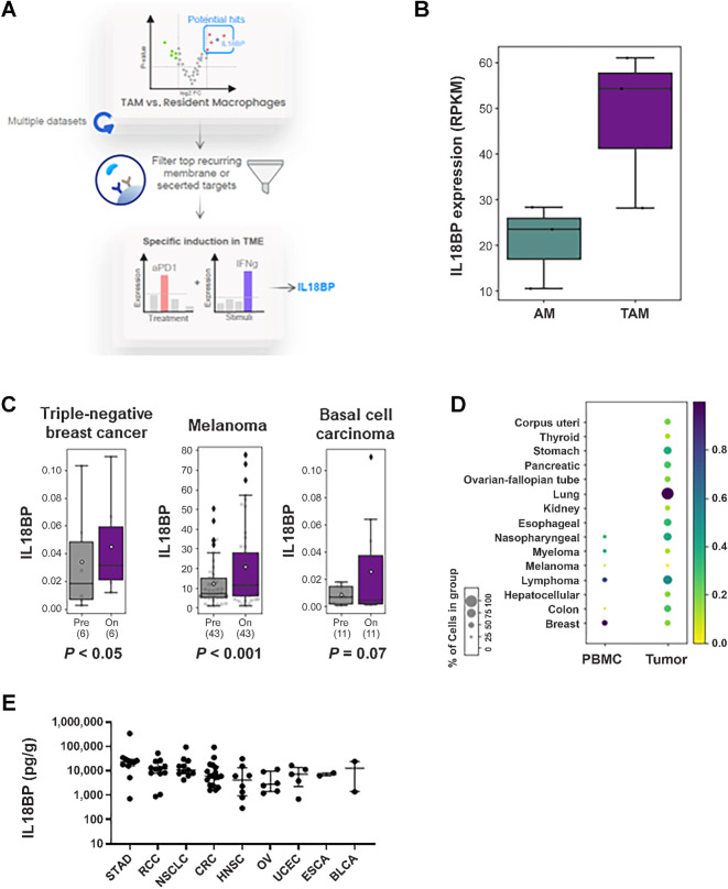 Figure 1. IL18BP is a potential soluble immune checkpoint in cancer. A, Schematic depiction of IL18BP identification process as a potential soluble immune checkpoint. B, Representative example in human tumor associated macrophages (TAM) from lung adenocarcinoma versus alveolar macrophages (AM) from adjacent nontumor tissue (GSE162669) showing IL18BP expression in the two populations in BoxPlot (3 patients, for each three replicates). C, IL18BP expression following immune checkpoint blockade treatment in triple negative breast cancer (anti PD-1, EGAD00001006608_02), melanoma (anti PD-1 + anti CTLA-4, GSE91061), and basal cell carcinoma (anti PD-1, GSE123814). Statistical analysis was preformed using Wilcoxon signed-rank test. Data are shown in BoxPlot, patient sample numbers indicated below. D, scRNA analysis of tumor-infiltrating myeloid cells across indications showing IL18BP expression in myeloid populations in the TME compared with peripheral blood (PBMC). E, IL18BP expression in tumor-derived supernatants from individual patients across indications (n = 76). Tumor biopsies were collected from patients with cancer and dissociated; supernatants were collected and analyzed for IL18BP expression using ELISA assay. Each dot represents an individual sample. The median is depicted by a short black line. In BoxPlots, the bottom of the box indicates the first quartile (Q1), the 25th percentile of the data, and the top of the box indicates the third quartile (Q3), the 75th percentile; the line indicates the median. Whiskers extend to the smallest and largest values within 1.5 times the IQR from the first and third quartiles, respectively.