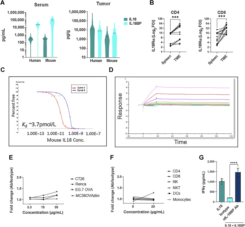 Figure 4. Mouse and human IL18 pathway share similar biological properties. A, IL18 and IL18BP levels were measured in sera and TDS taken from patients with cancer and tumor-bearing mice using ELISA kits (mouse sample information is indicated in Supplementary Table S9). B, Mouse T cells were purified from mouse tumors and matched spleens (n = 16) and stained for IL18Rα expression by flow cytometry. Each dot represents one mouse. C, Affinity of mouse IL18 to mouse IL18BP measured by KinExA. Two curves with different mouse IL18BP concentrations were run and analyzed using n-curve analysis to determine the Kd. Y-axis represents the free IL18BP. Free fraction of mouse IL18BP is measured pre-equilibrium, and the signal is a function of time and concentration of the tittered IL18. D, Affinity of anti-mouse IL18BP Ab to mouse IL18BP measured by surface plasmon resonance (SPR). Different colors represent the different concentrations of mouse IL18BP (0.125–256 nmol/L). E and F, Mouse cell lines (E) and mouse splenocytes, purified from mouse spleens (F), were stained with anti-mouse IL18BP Ab. Staining was analyzed by flow cytometry. G, Mouse CD3+ T cells were isolated from mouse splenocytes, activated with anti-CD3 and anti-CD28 and incubated with IL12 (2 ng/mL), and IL18:IL18BP (0.5 ng/mL:2 μg/mL) preformed complexes before addition of anti-mouse IL18BP Ab (10 μg/mL). Following the 24-hour culture, supernatant was collected for IFNγ secretion analysis. The median is depicted by a short black line in the violin plots. Bar graph shows the mean ± SEM; ***, P < 0.001 and ****, P < 0.0001 by two-tailed t test or by one-way ANOVA followed by two-tailed t test.