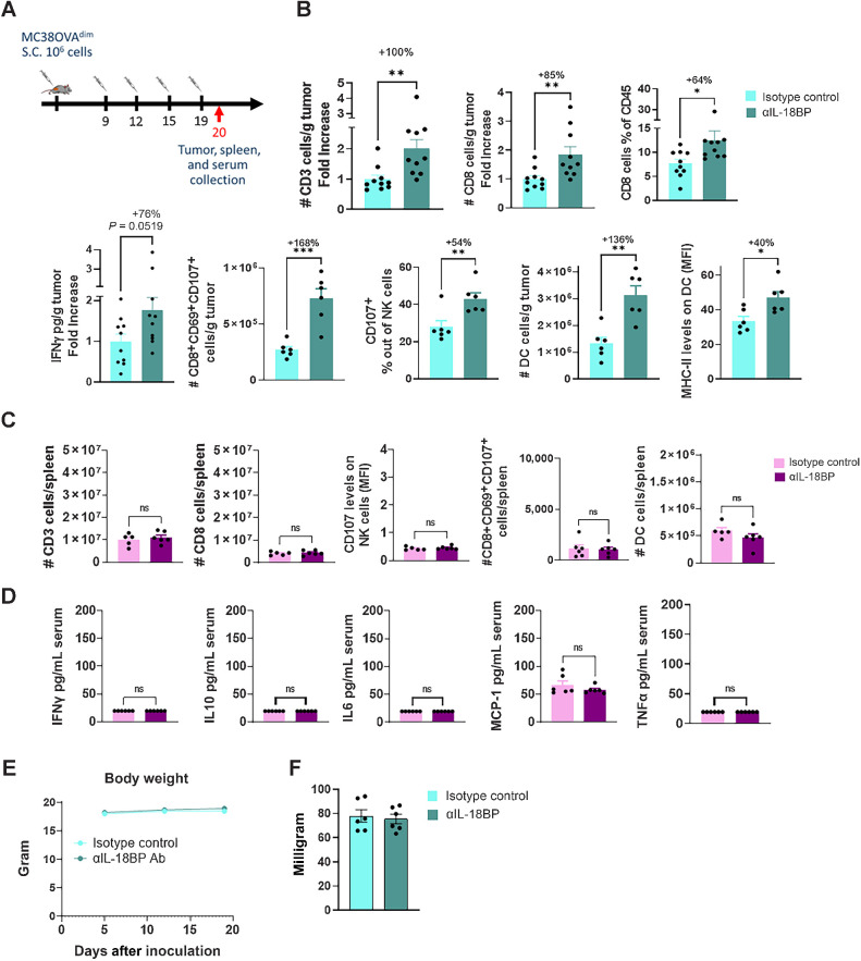 Figure 6. Anti-mouse IL18BP Ab alters the immune infiltrate composition of MC38OVAdim tumors without affecting the periphery. A, MC38OVAdim tumors were inoculated in C57Bl/6 mice. At tumor volume of 120 mm3, mice were randomized (n = 6 per group) and treated either with anti-IL18BP Ab or with isotype control (15 mg/kg) twice a week for a total of four treatments. Tumors and spleen were harvested 24 hours after the fourth treatment and immune composition was examined. Tumor supernatants and blood sera were collected at the same timepoint and analyzed for cytokine concentrations. B–D, Immune composition and cytokine secretion in the TME (B), spleens (C), and in the sera (D) of treated mice. E, Effect of treatment on body weight. F, Effect of treatment on spleen weight. Pooled data from two experiments is shown. Bar graphs show the mean ± SEM. *, P < 0.05; **, P < 0.01; ***, P < 0.001 by two-tailed t test.