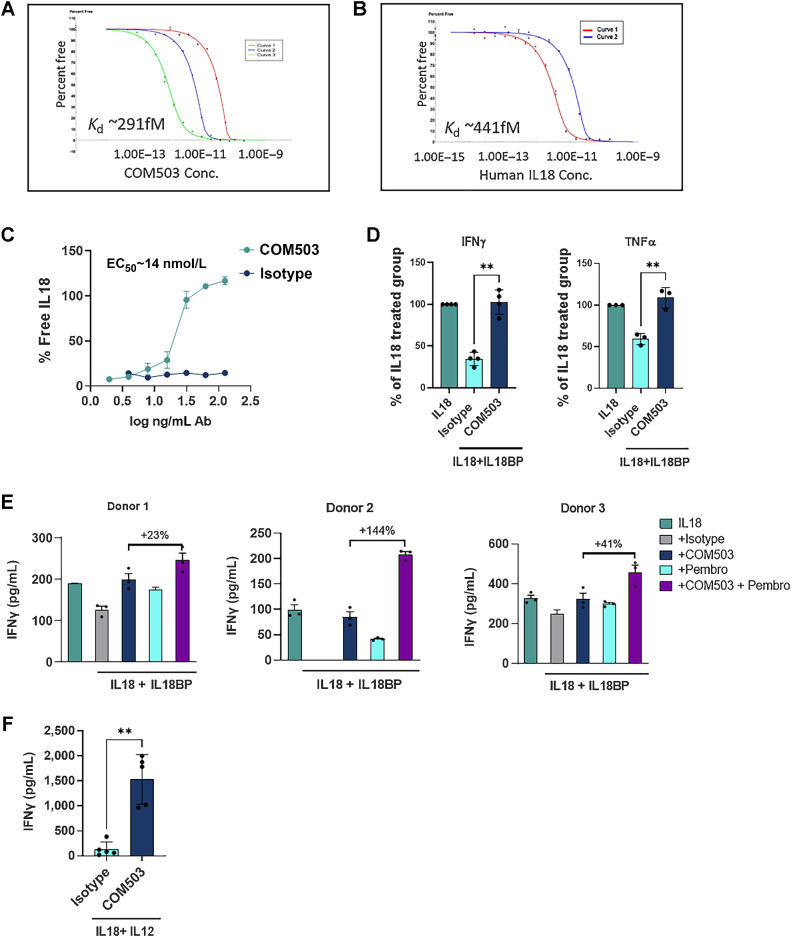 Figure 3. COM503 binds IL18BP with high affinity and restores IL18 activity in biochemical and functional assays. A and B, Affinity of COM503 (A) and IL18 (B) to human IL18BP measured by KinExA. Three or two curves with different human IL18BP concentrations were run and analyzed using n-curve analysis to determine the Kd. Y-axis represents the free IL18BP. Free fraction of human IL18BP is measured pre-equilibrium, and the signal is a function of time and concentration of the tittered COM503/ IL-18. C, % IL18 release by COM503 in a free IL18 ELISA assay. % IL18 rescue was calculated as the addition of free IL18 detected over total IL18:IL18BP complex amount in the presence of the Ab compared with the binding signal in the presence of an isotype control. D, Ex vivo stimulated human melanoma CD8+ TILs were co-cultured with melanoma antigen-expressing MEL624 cells and incubated with rIL18BP (1 μg/mL) and rIL18 (30 ng/mL) to allow the formation of an IL18:IL18BP complex before addition of COM503 (10 μg/mL) for 24 hours. Supernatants were collected and analyzed for IFNγ (two independent experiments, four donors) and TNFα (two independent experiments, three donors) secretion. Levels of cytokines in treatment groups were normalized to those detected in the IL18-treated group. E, CD8+ CMV-specific T cells (four independent experiments, three donors) were co-cultured with PD-L1-overexpressing MEL624 cells that were pre-pulsed with CMV pp65 peptide and incubated with rIL18BP (1 μg/mL) and rIL18 (30 ng/mL) to allow the formation of an IL18:IL18BP complex before addition of COM503 (10 μg/mL), pembrolizumab (aPD-1 Ab, 10 μg/mL), or both agents for 24 hours. Supernatants were collected and analyzed for cytokine secretion. F, Human PBMCs (six independent experiments, five donors) were stimulated with rIL18 (2 ng/mL) and rIL12 (10 ng/mL) and incubated with COM503 (6 μg/mL) for 24 hours, after which supernatants were collected and analyzed for IFNγ secretion. Bar graphs show the mean ± SEM; **, P < 0.01 by two-tailed t test or by one-way ANOVA followed by two-tailed t test.