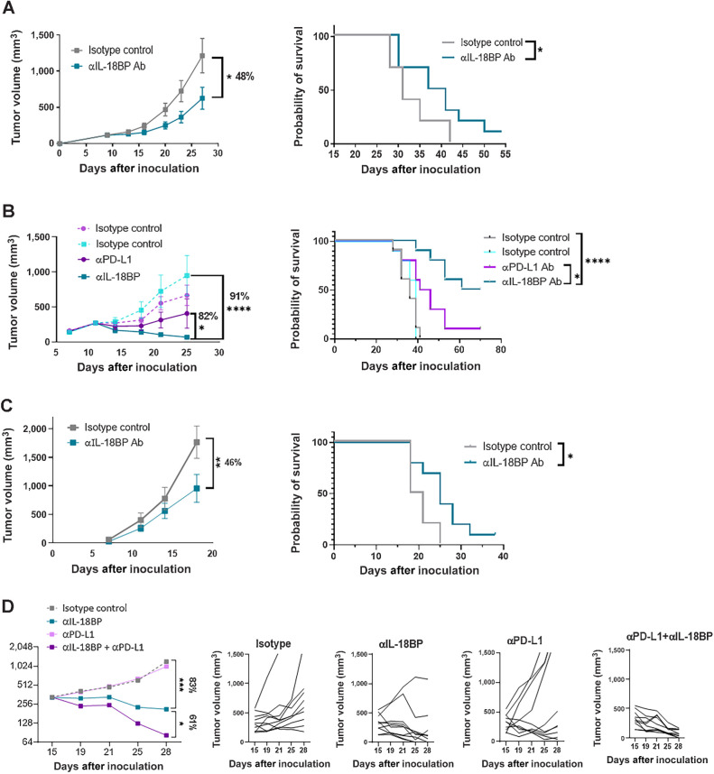 Figure 5. Anti-mouse IL18BP Ab demonstrates monotherapy and combo activity with anti PD-L1 Ab across murine syngeneic tumor models. A–C, MC38OVAdim (representative experiment out of 6; A), E0771 (representative experiment out of 4; B), and B16F10-hmgp100 (representative experiment out of 3; C) mouse tumor cells were inoculated in C57Bl/6 mice. At tumor volume of 120 mm3 (MC38OVAdim), 250 mm3 (E0771), and on day 4 after inoculation (B16F10-hmgp100), mice were randomized (n = 10 per group) and treated either with anti-IL18BP Ab or with isotype control (15 mg/kg) twice a week for a total of six treatments. Tumor volumes are represented as the mean volume ± SEM. Kaplan–Meier survival curves for each group are shown. D, E0771 tumor cells were inoculated in C57Bl/6 mice as described in material and methods. At tumor volume of 330 mm3, mice were randomized (n = 10 per group) and treated either with anti-IL18BP Ab, isotype control (15 mg/kg), anti-PD-L1 Ab (5 mg/kg), or with both agents twice a week for a total of six treatments. Representative experiment out of 3 is shown. Tumor volumes are represented as the mean volume ± SEM. Individual tumors measurements for each mouse are depicted. *, P < 0.05; **, P < 0.01; ***, P < 0.001; ****, P < 0.0001 by two-way ANOVA with repeated measures and log-rank Mantel–Cox test for survival analysis.