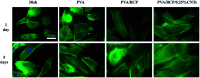 Fig. 11