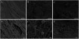 Fig. 14