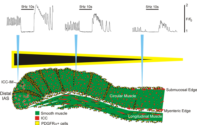 graphic file with name nihms-1053409-f0009.jpg