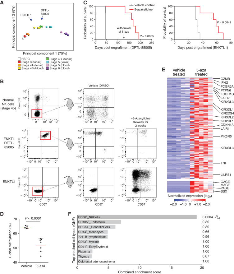 Figure 5. Generation of ENKTL PDX models and treatment with 5-aza. A, Principal component analysis of the ENKTL samples used for PDX model generation and NKDIs using the NK-cell developmental DNA methylation signature. B, Flow cytometry analysis of ENKTL and normal donor stage 4b NK cells before and after engraftment into NSG mice and following treatment with 5-aza. Flow plots are gated on human CD45, CD56, and lineage-negative markers and show pan-KIR and CD57 as markers of NK cell differentiation. Healthy donor and first-passage ENKTL-engrafted mice were supported with human IL15. Following engraftment, mice were treated after 1 week with vehicle (DMSO) control or 5-azacytidine for 2 weeks (3 times per week) prior to analysis. Statistical significance assessed by log-rank test. C, Survival of 5-aza versus vehicle-treated ENKTL PDX mice. Mice were treated continuously with the above schedule (2 weeks on drug with 1 week drug-free intervals) and monitored for circulating tumor cells. 5-aza treatment was withdrawn for DFTL-85005 mice at 129 days postengraftment. D, Global methylation levels in ex vivo ENKTL1-PDX cells derived from mice treated with vehicle or 5-aza for 14 days. Error bars represent SD, significance assessed by t test. E, The top 277 upregulated genes in ENKTL-PDX cells after 14 days of 5-aza treatment versus vehicle using RNA-seq (>2.0 log2 fc, q < 0.10). Upregulated CT antigen gene families (MAGE, GAGE, PAGE, and SSX) illustrated separately below. F, Enrichment of upregulated genes following 5-aza treatment within gene expression signatures in collection of 176 distinct tissues and cell types from the GNF database.