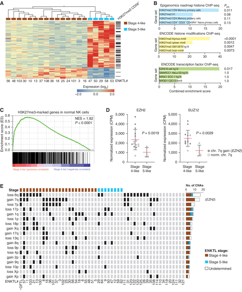 Figure 2. Gene repression in stage 4-like ENKTL involves polycomb repression. A, Heat map of the most differentially expressed genes between stage 4 and 5-like ENKTL (q < 0.05) assessed by RNA-seq of FFPE-derived material. Genes with H3K27me3 overlapping their transcriptional start sites in NK cells are indicated. B, Enrichment of differentially expressed genes from A in genesets identified from TF and histone modification ChIP-seq profiles from the Epigenomics Roadmap and ENCODE projects. C, Gene-set enrichment analysis showing the enrichment of differentially expressed genes from A in a custom gene set of H3K27me3-marked genes in normal NK cells. D, Expression of core polycomb repressor complex 2 genes in stage 4- and 5-like ENKTL. Error bars represent SD, significance assessed by Mann–Whitney test. E, Oncoprint displaying the locations of recurrent copy-number alterations in ≥3 patients separated by ENKTL methylation subgroup. Patient samples with undetermined methylation subtype due to insufficient purity are indicated. Individual ENKTL patient samples are listed below and those used for PDX models are indicated (*). Minimally gained and deleted regions are shown in Supplementary Table S2.