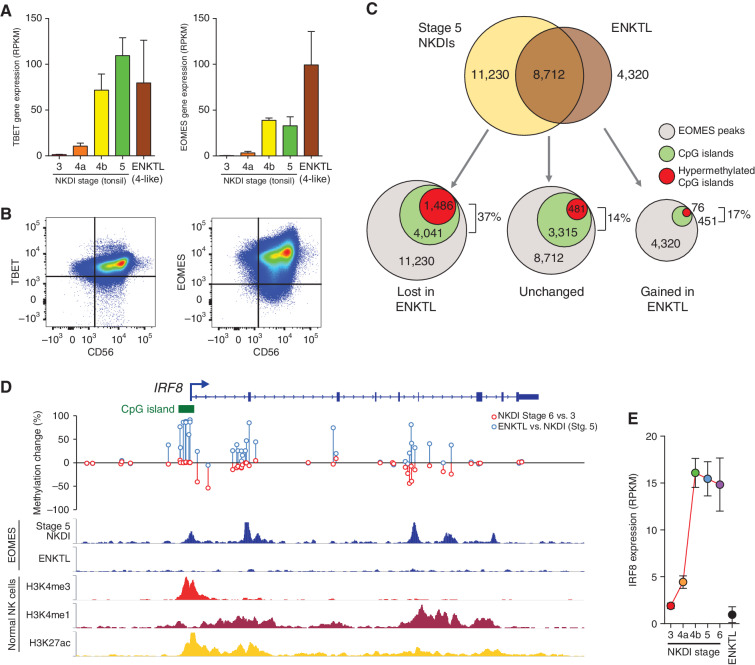 Figure 4. DNA hypermethylation prevents developmental TF binding and target gene expression. A, Expression of TBET and EOMES in NKDIs and ENKTL samples using RNA-seq. Error bars represent SEM. B, Surface and intracellular flow cytometry analysis of a representative stage 4–like ENKTL sample showing high levels of TBET and EOMES. Cells were gated on Lineage−, CD45+ events. C, Proportional Venn diagram of EOMES ChIP-seq peaks in stage 5 NKDIs and ENKTL determined using ChIP-seq. Below circles illustrate the number of EOMES binding sites within CpG islands and the subsequent number displaying hypermethylation. EOMES binding sites are separated into those that were gained, lost, or unchanged in ENKTL compared with NKDIs. The percent of hypermethylated CpG islands is indicated. D, Integration of DNA methylation dynamics and ChIP-seq across the IRF8 locus. Red circles indicate the change in methylation from stage 3 to stage 6 of NK-cell development, blue circles indicate the change from NKDI (stage 5) to ENKTL. EOMES binding in stage 5 NKDIs and ENKTL is shown. Histone modifications are shown to indicate promoter (H3K4me3) and enhancer (H3K4me1+ H3K27ac) chromatin states in mature NK cells. E, Expression of IRF8 in ENKTL and across NKDI stages. Error bars represent SEM.