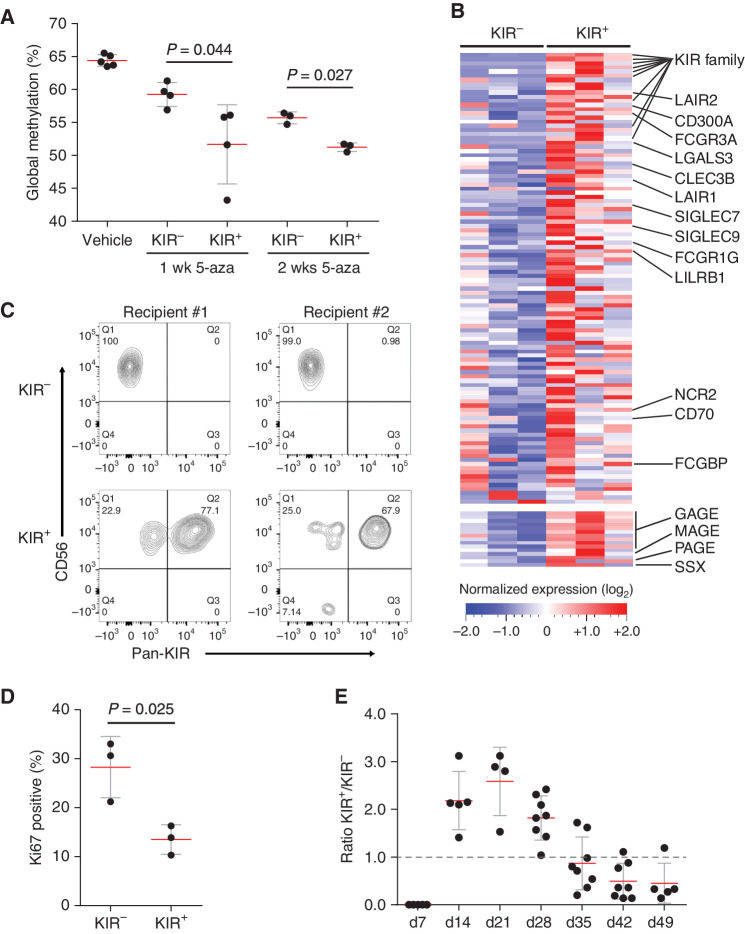 Figure 6. Developmental phenotypic diversity between ENKTL cells following 5-aza treatment. A, Global DNA methylation levels of ENKTL1-PDX cells harvested from vehicle and 5-aza–treated mice and separated into KIR+ and KIR− subsets. ENKTL cells were collected after 1 week of therapy and at moribund, which included 2 weeks on therapy followed by approximately 2 weeks without therapy. Error bars represent SD, significance assessed by paired t tests. B, Heat map of 123 genes upregulated in KIR+ versus KIR− cells (fc>1.5, q < 0.1). Genes with known involvement in NK-cell maturation and function are highlighted. CT antigen gene families are shown. C, KIR+ and KIR− cells were sorted from 5-aza–treated PDX mice at moribund and transplanted into new recipient mice. Transplanted ENKTL cells were expanded without additional treatment. Contour flow plots show the levels of KIR expression of human CD56+ cells 21 days after transplant. D, Percent of KIR+ and KIR− cell populations that display Ki67 positivity. Error bars represent SD, significance assessed by paired t test. E, Ratio of KIR+ to KIR− cells in PDX mice during disease course in ENKTL1-PDX mice. 5-aza treatment was started on day 7. Error bars represent SD.