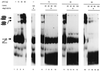 FIG. 11