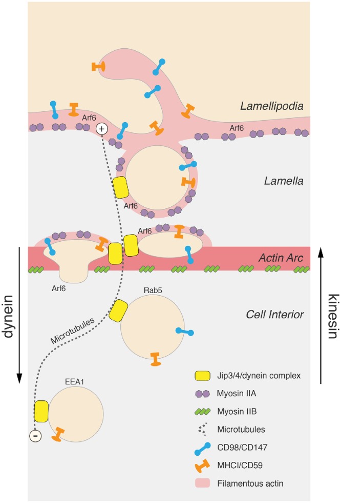 FIGURE 7: