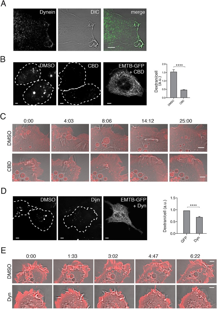 FIGURE 4: