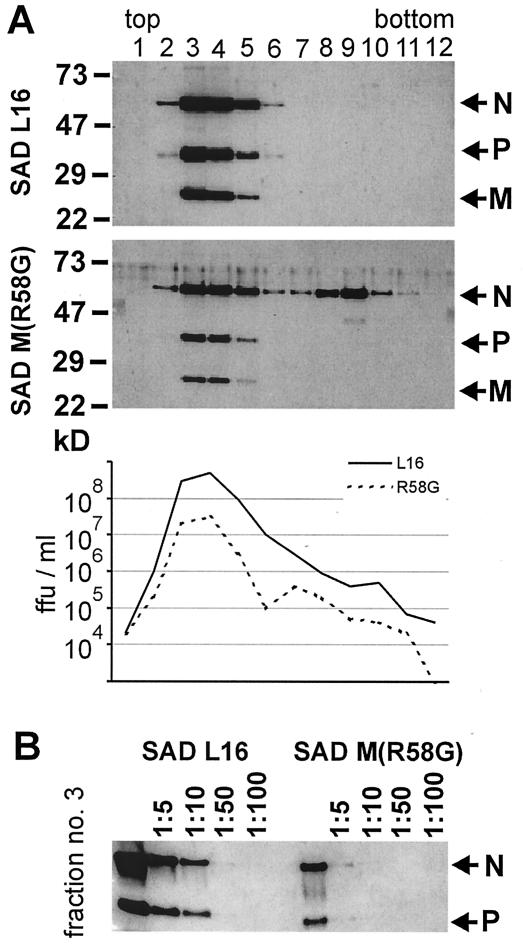 FIG. 5.