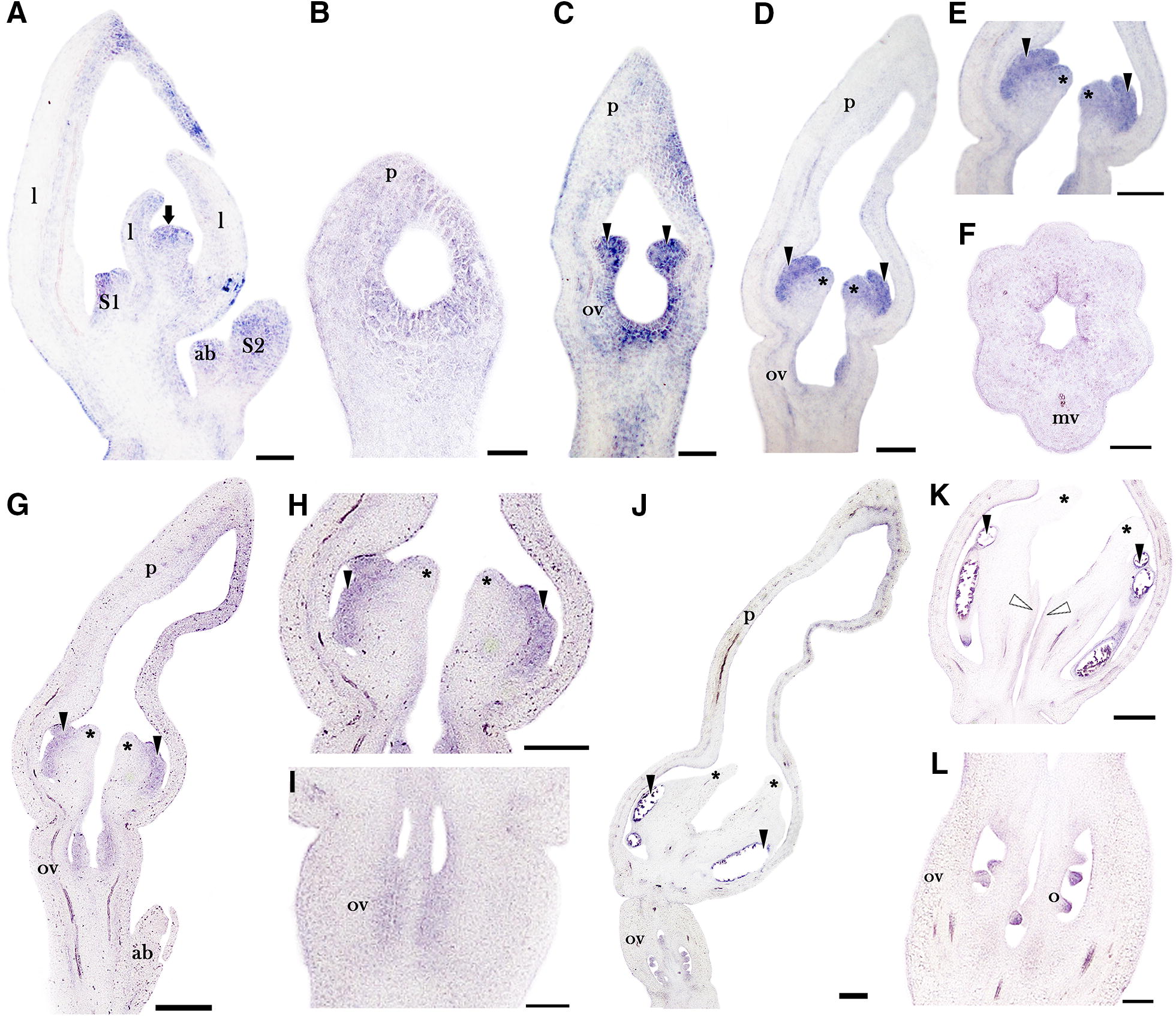 Fig. 7