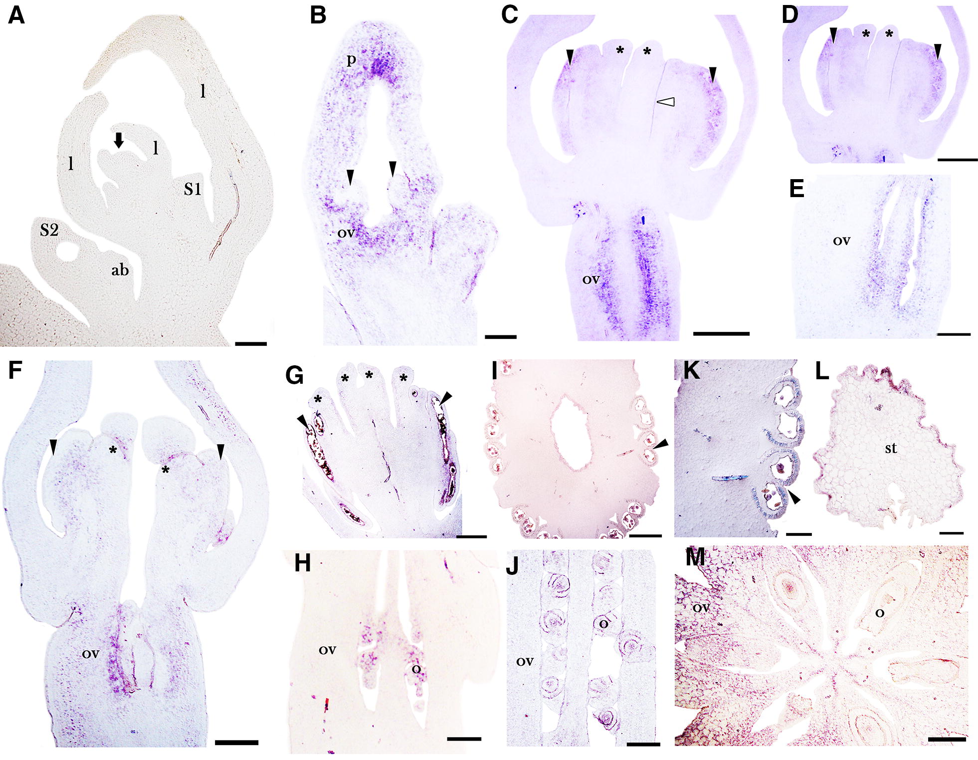 Fig. 6