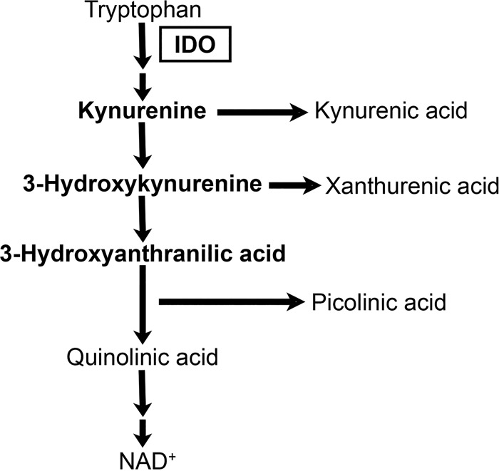 FIG 2