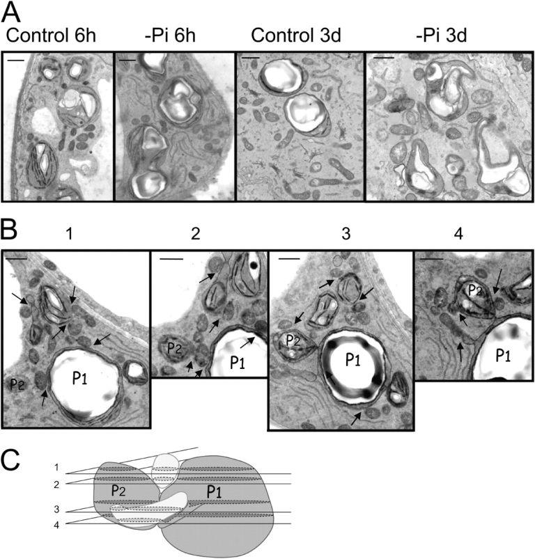 Figure 6.