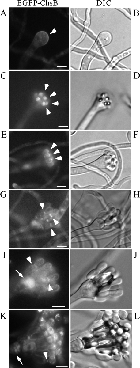 FIG. 8.