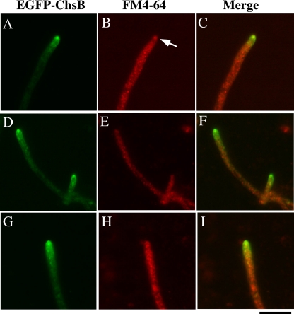 FIG. 6.