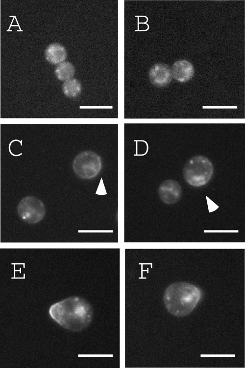 FIG. 7.