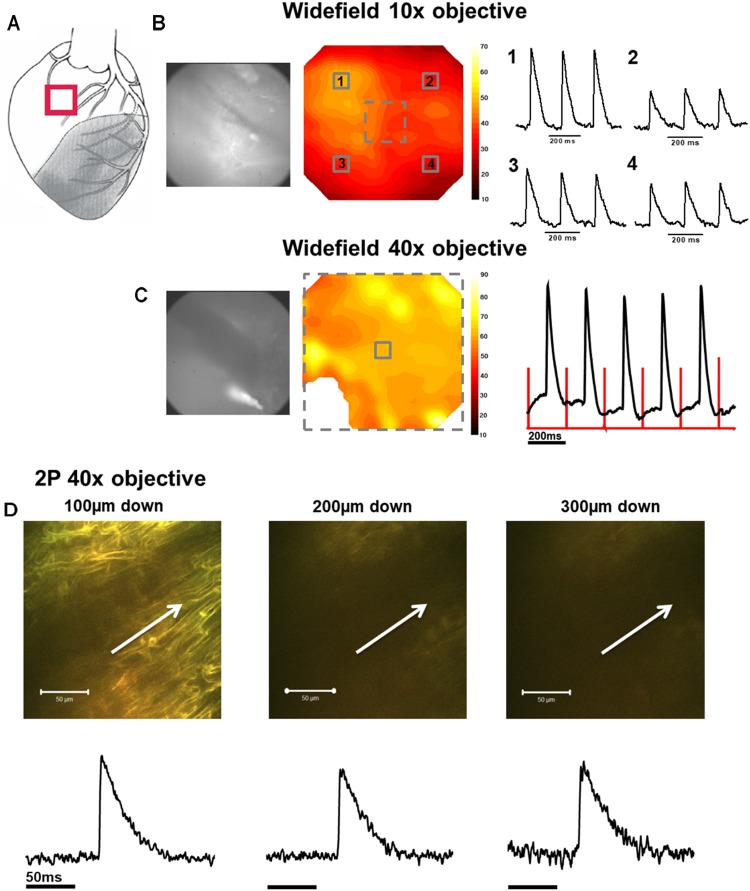 FIGURE 2