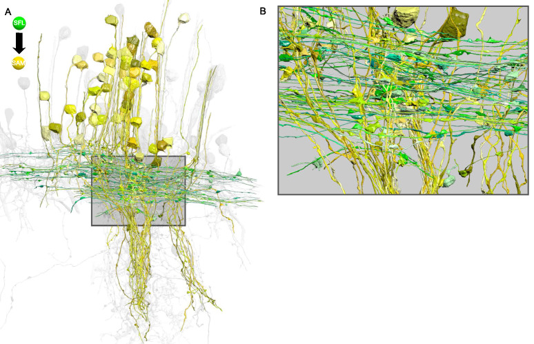 Figure 3—figure supplement 1.