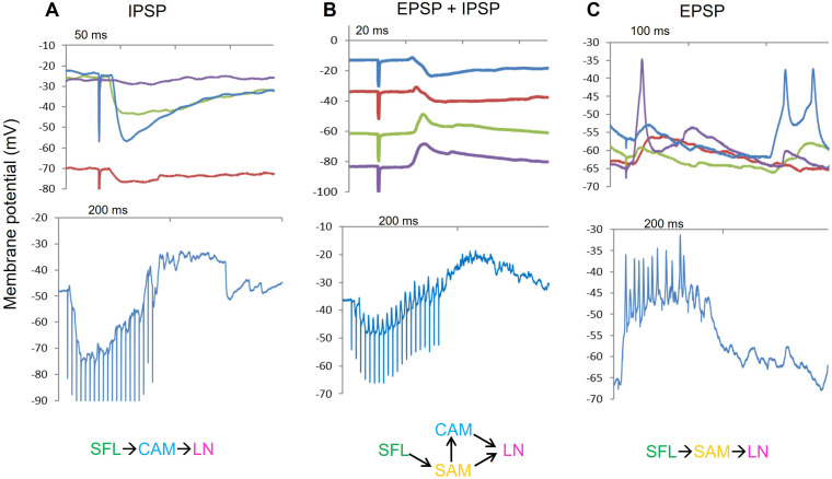 Figure 7—figure supplement 1.