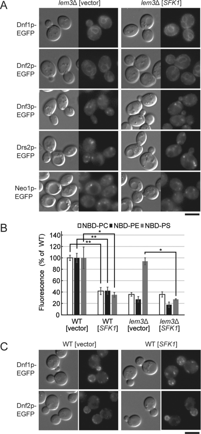 FIGURE 3: