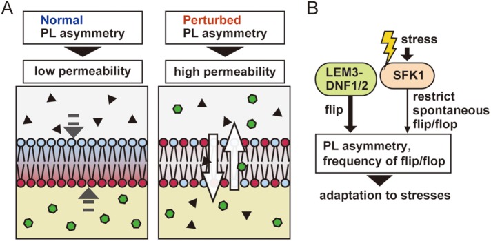 FIGURE 11: