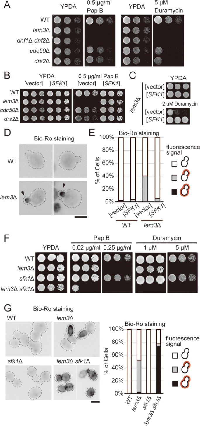 FIGURE 1: