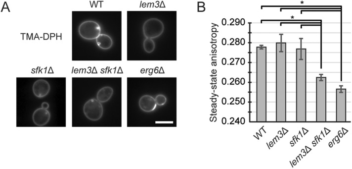 FIGURE 7: