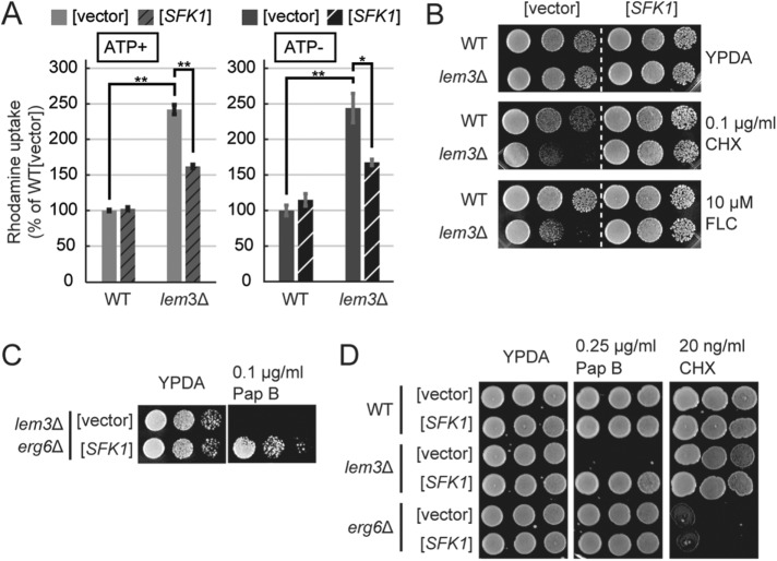 FIGURE 6: