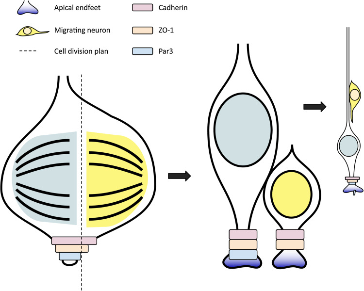 Fig. 3