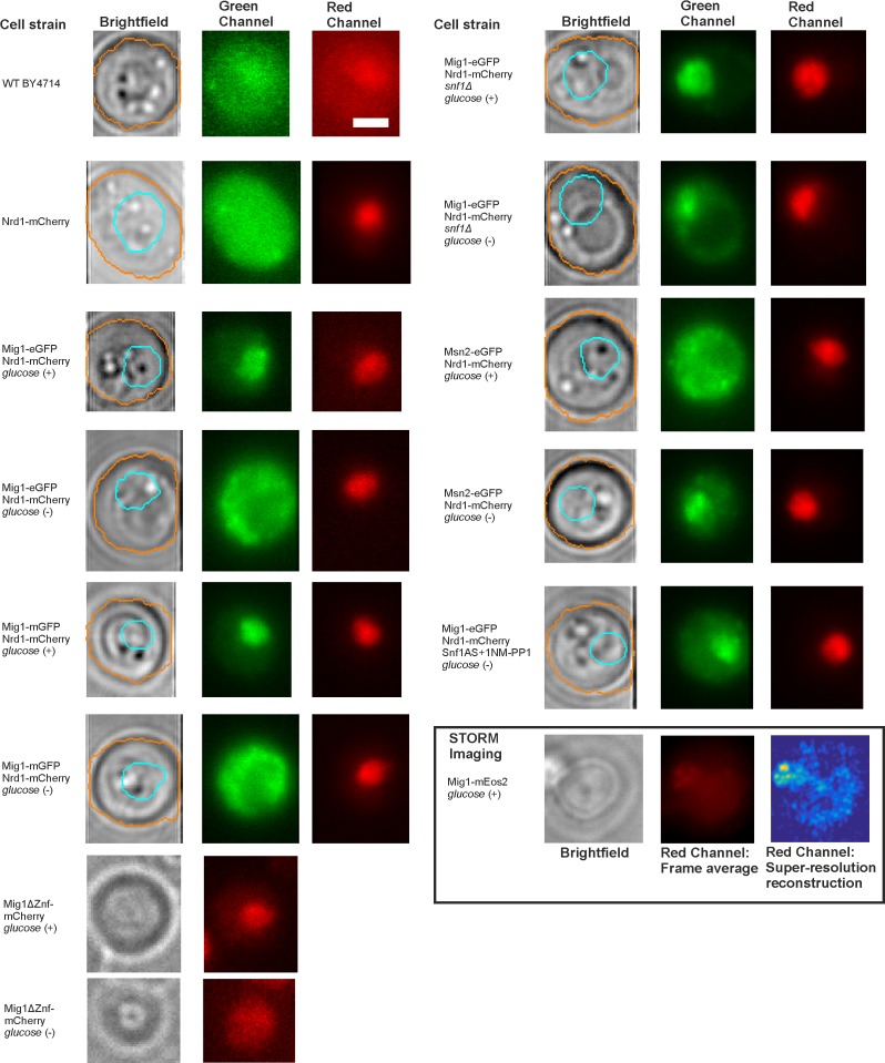 Figure 1—figure supplement 1.