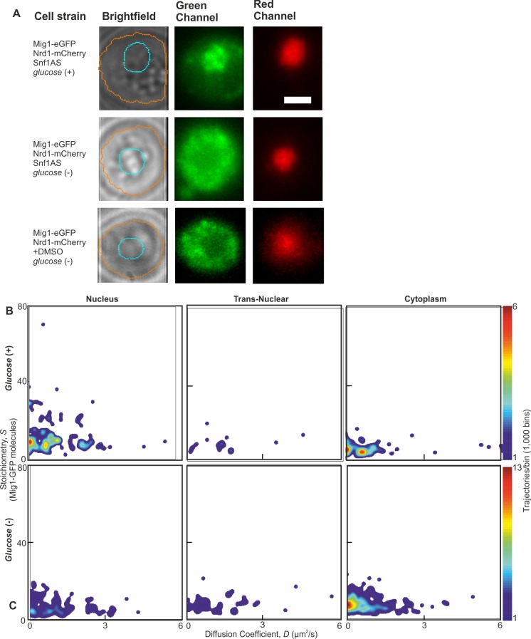 Figure 2—figure supplement 2.