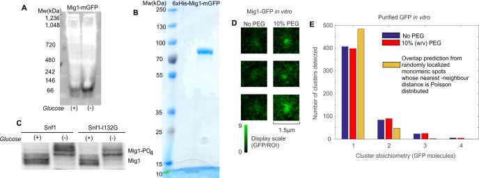 Figure 4—figure supplement 2.