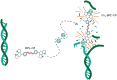 Graphical Abstract