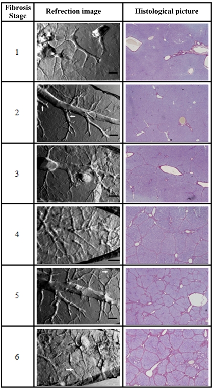 Fig. (3)