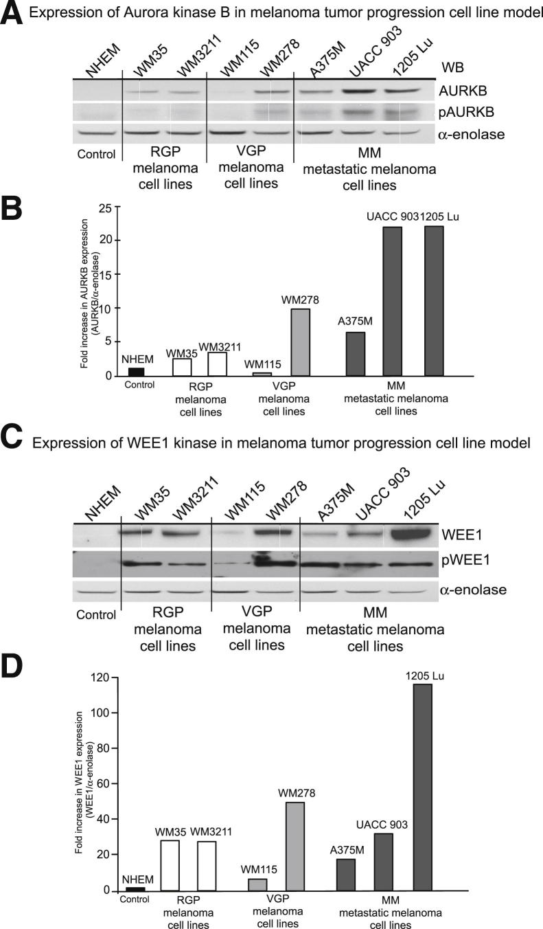 Figure 3